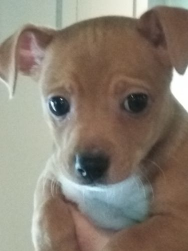 puppys need good loving homes