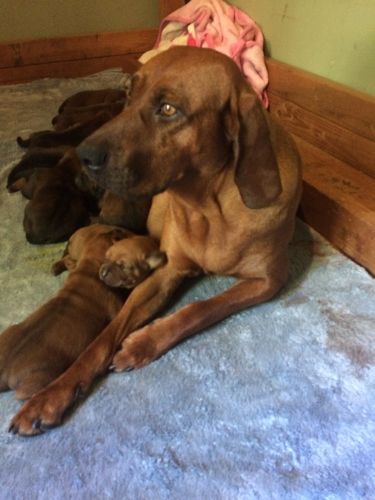 Redbone Coonhound Puppies for sale in Ojai, CA 93023, USA. price: $650