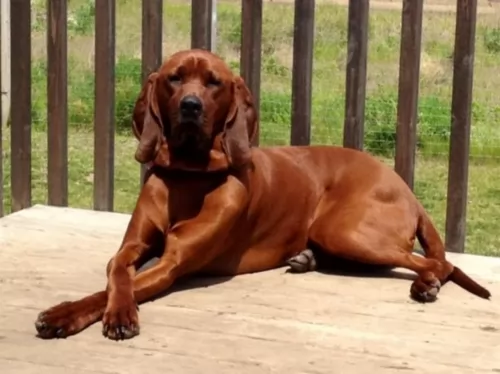 redbone coonhound dog - characteristics