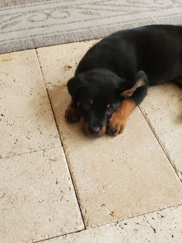 Rottweiler Puppy for Sale