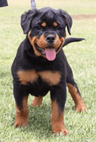 Rottweiler puppies for sale