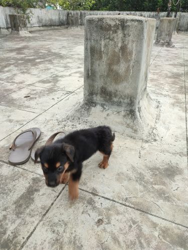 Rottweiler Puppies for sale in Ramachandrapuram, Telangana, India. price: 15,000 INR