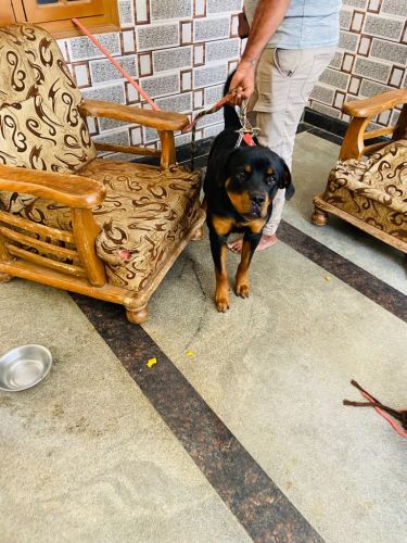 Rottweiler Puppies for sale in BHEL MIG Rd, Bharat Heavy Electricals Limited, Hyderabad, Telangana 502032, India. price: 20,000 INR