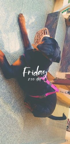 Rottweiler female adult for sale