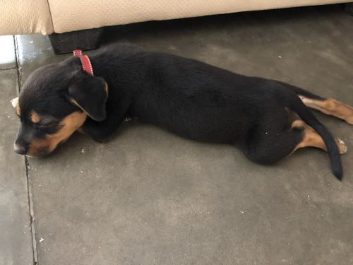 Roxy -6 weeks puppy for sale