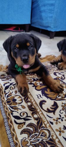 Rottweiler puppies for sale