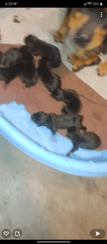 Puppies for sale