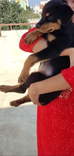Rotweiler puppy for sale..2 months old