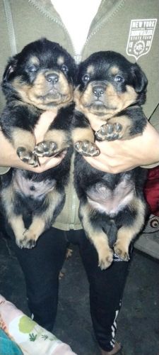 merry shivam dog cannal