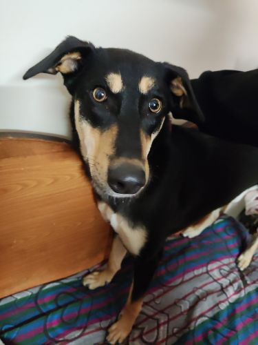 My pet Bella needs a home.