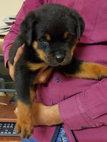Rottweiler Puppy for sale