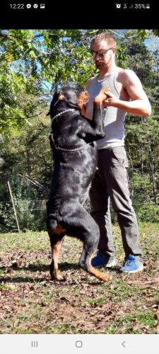 Akc Rottweiler puppies