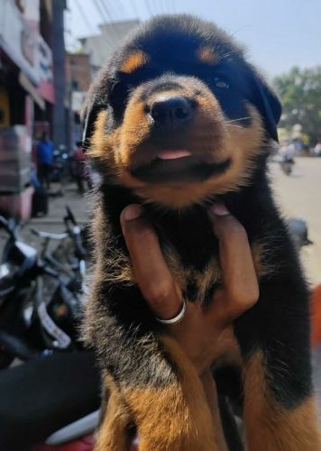 Rottweiler Male puppy