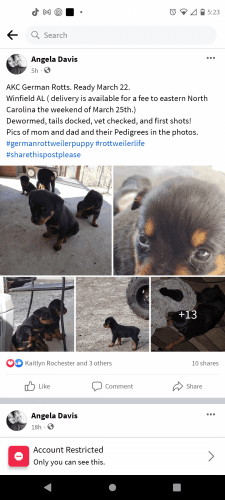 German Rottweilers