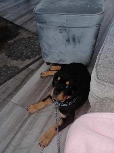 German Rottweiler