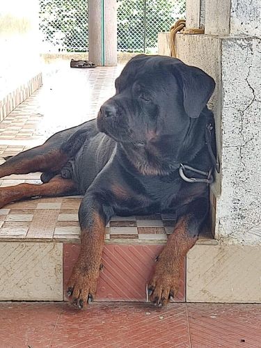 Rottweiler Puppies for sale in Pune, Maharashtra, India. price: NA
