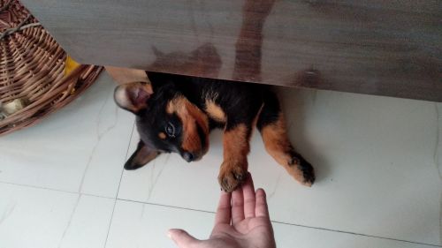 Rottweiler Puppy