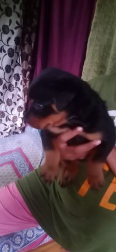 Rottweiler Puppies for sale in Pune, Maharashtra, India. price: 20000 INR