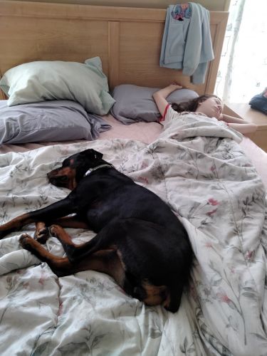 11 month old rottweiler