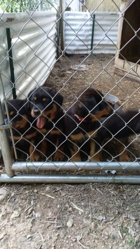 Akc-registered-german-rottweiler-puppies