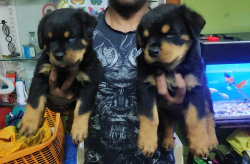 Rottweiler Puppies for sale in Bengaluru, Karnataka, India. price: 15,000 INR