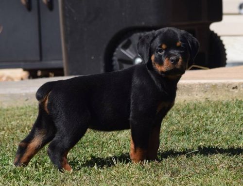 Rottweiler Puppies For Sale