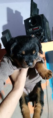 Rottweiler female
