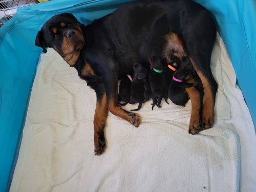 Rottweiler Puppies