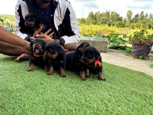 Rottweiler puppies fir sale
