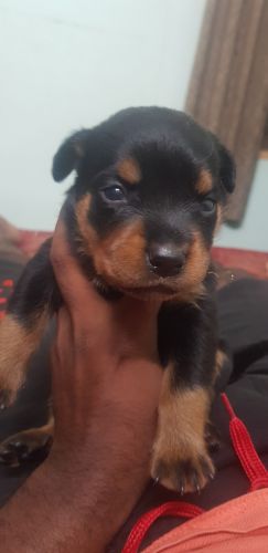 Quality puppies available