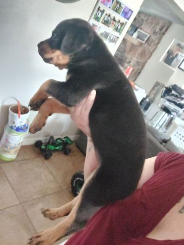 Female Rottweiler Puppy