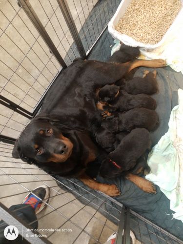 Rottweiler puppies