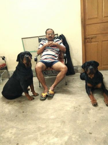 Rottweiler puppies available