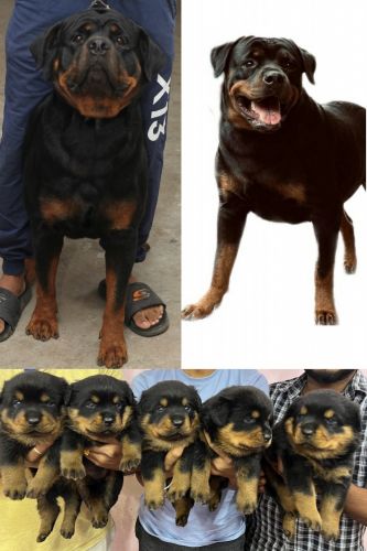 ROTTWEILER PUPPIES
