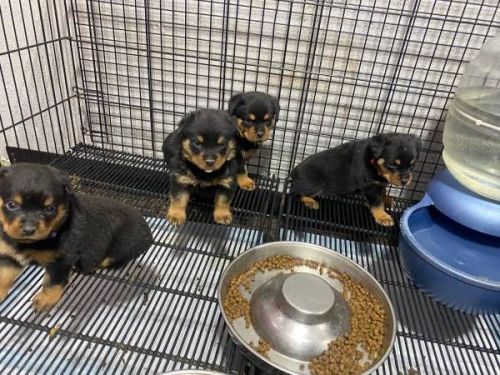 Rottweiler Pups