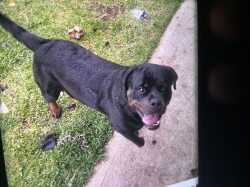 Taking deposits on puppies $250 $50 refundable if you change your min.