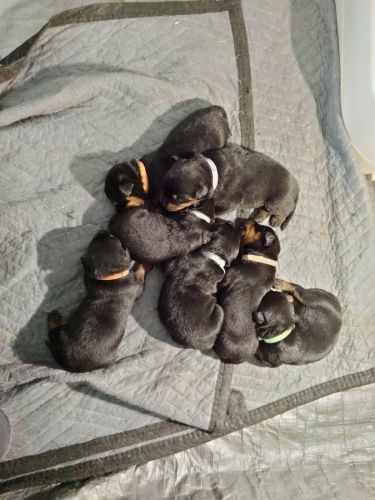 Rottweiler Puppies!
