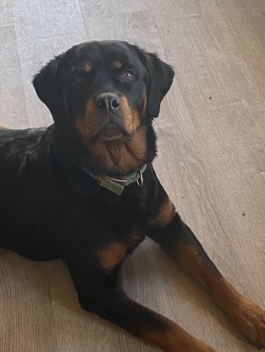 Rottweilers