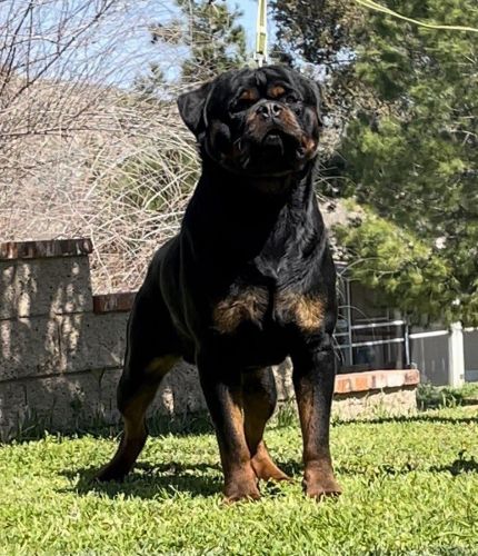 German Rottweilers