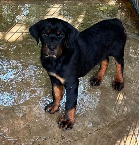 AKC ROTTWEILER PUPPIES