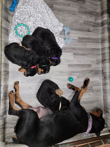 Lovely very smart good colors