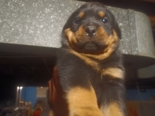 Huge German Rottweiler Puppies