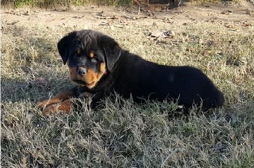 Gorgeous puppies for sale