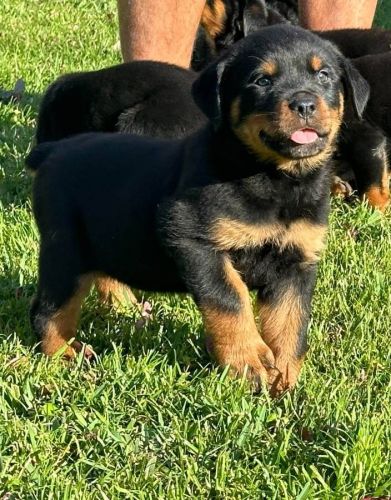 Rottweiler Puppies
