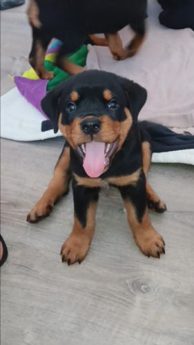 AKC Rottweilers