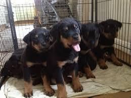 rott pups available