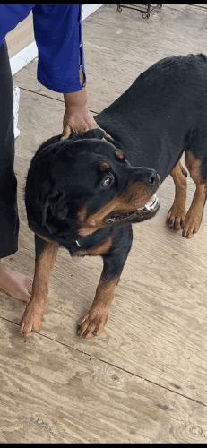 6 Weeks Year German Rottweiler