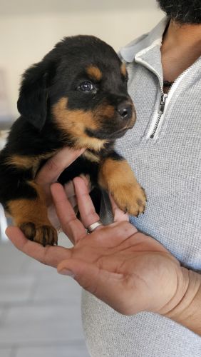 Rottie pups