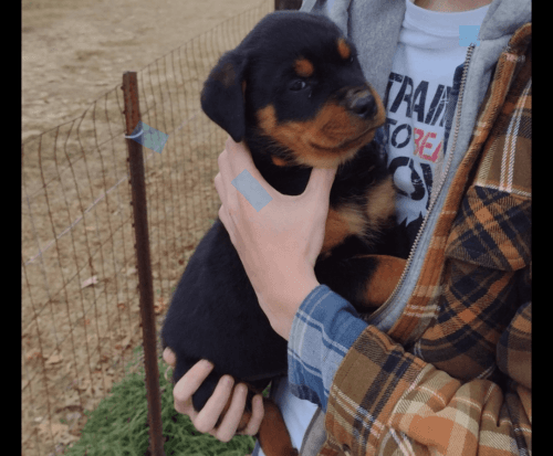 Registered Rottweilers