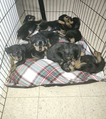 Rottweiler puppies!!